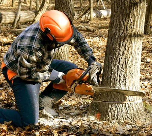 Tree Removal in Port Austin, MI